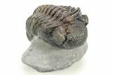 Large, Multi-Toned Pedinopariops Trilobite - Mrakib, Morocco #309218-2